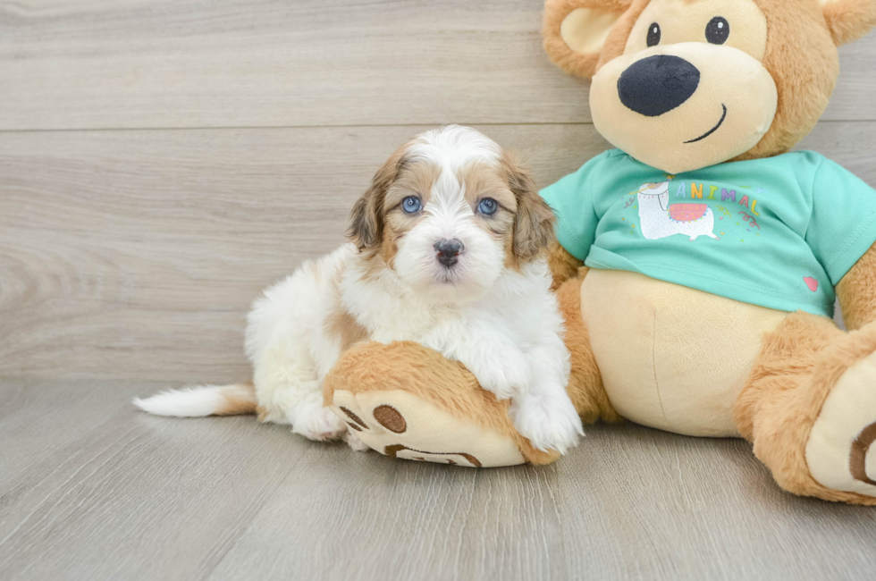 6 week old Shih Poo Puppy For Sale - Pilesgrove Pups