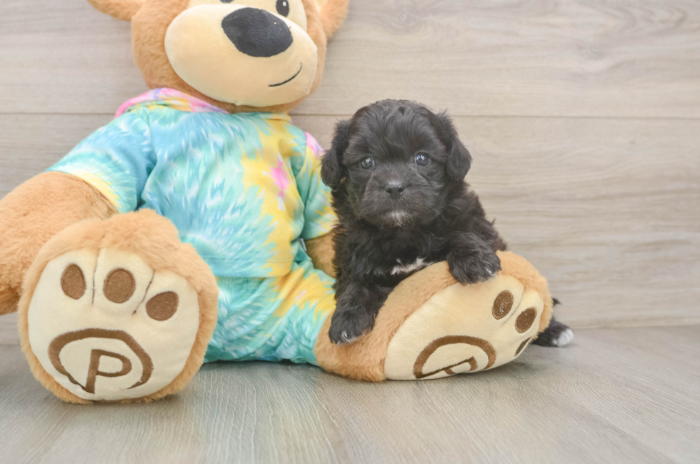5 week old Shih Poo Puppy For Sale - Pilesgrove Pups