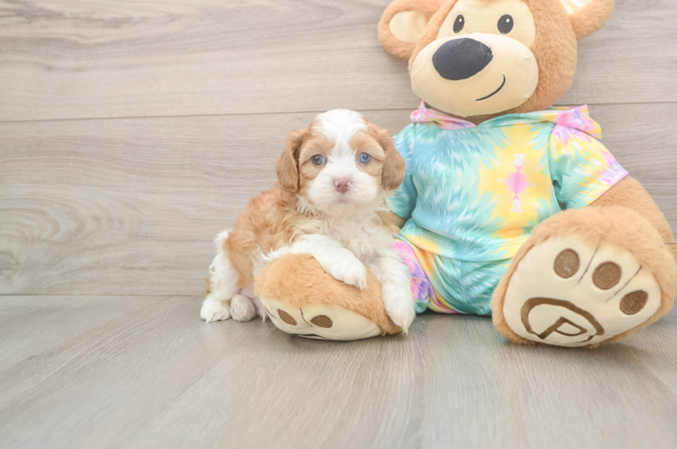 5 week old Shih Poo Puppy For Sale - Pilesgrove Pups