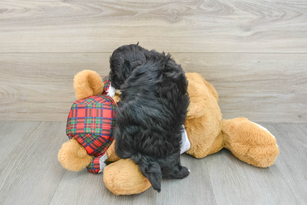 Shih Poo Pup Being Cute