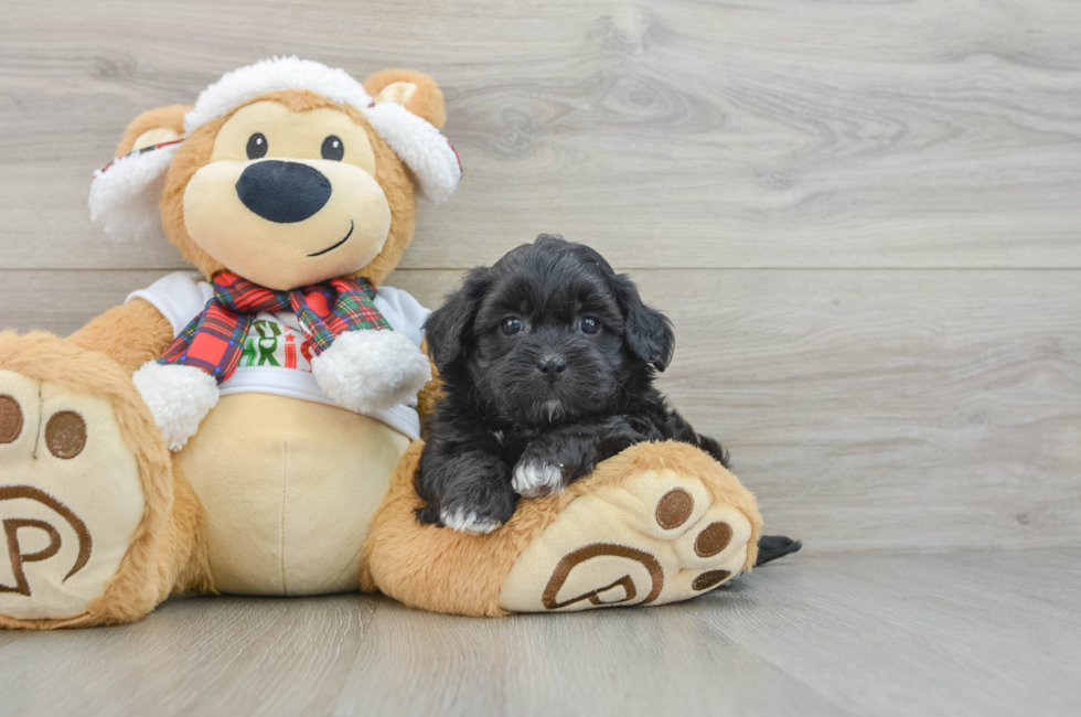 5 week old Shih Poo Puppy For Sale - Pilesgrove Pups