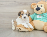 7 week old Shih Poo Puppy For Sale - Pilesgrove Pups