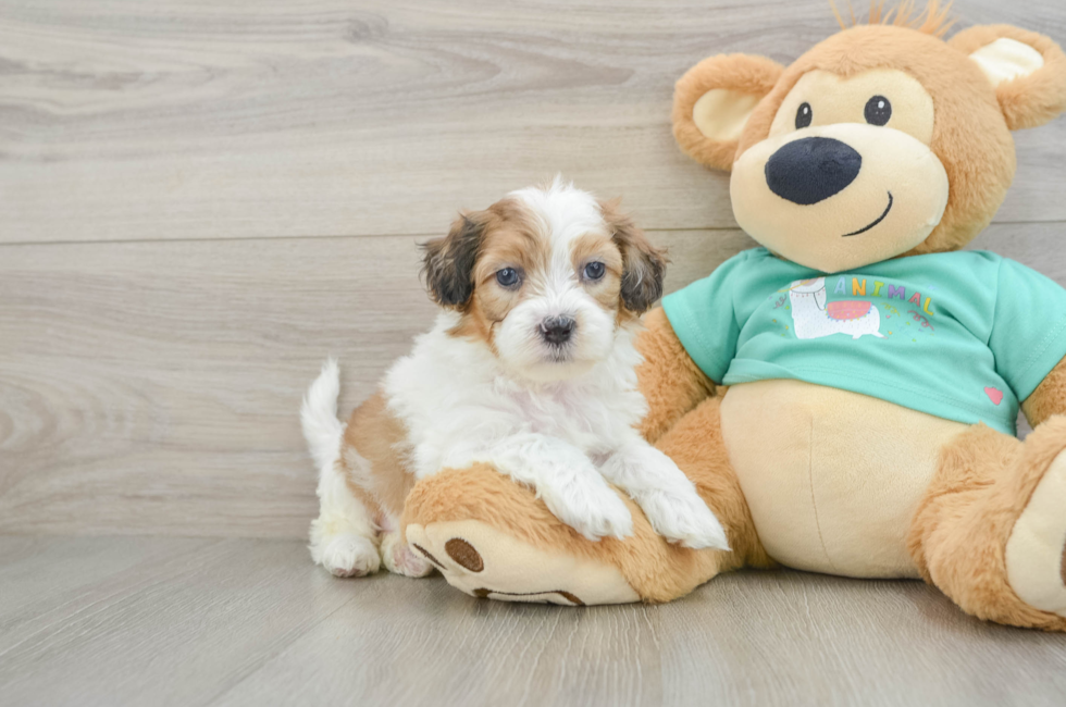 6 week old Shih Poo Puppy For Sale - Pilesgrove Pups