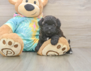 6 week old Shih Poo Puppy For Sale - Pilesgrove Pups