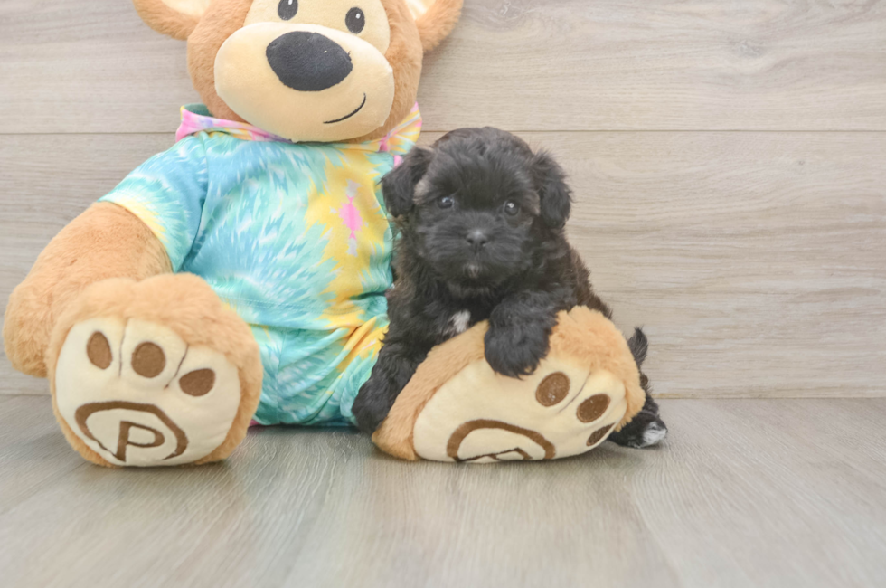 5 week old Shih Poo Puppy For Sale - Pilesgrove Pups