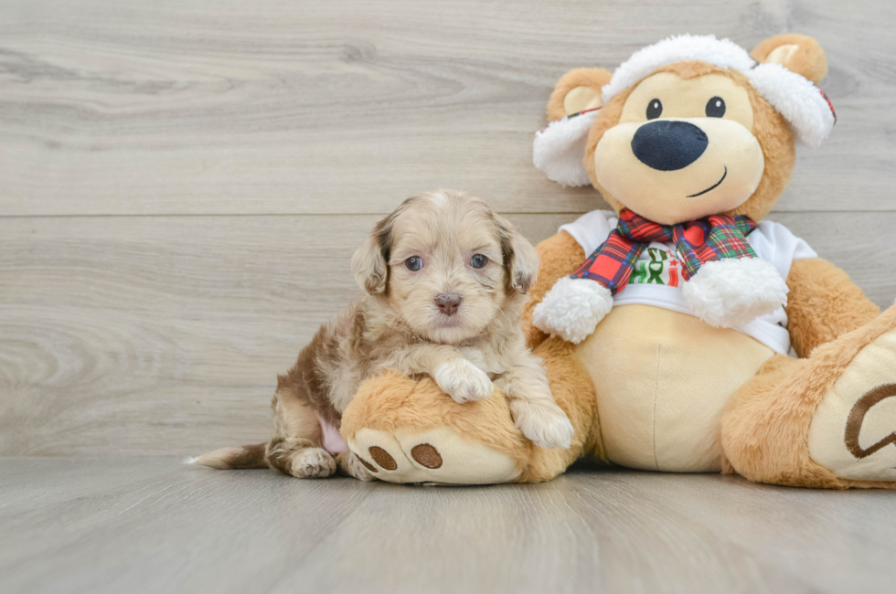 5 week old Shih Poo Puppy For Sale - Pilesgrove Pups