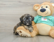 8 week old Shih Poo Puppy For Sale - Pilesgrove Pups