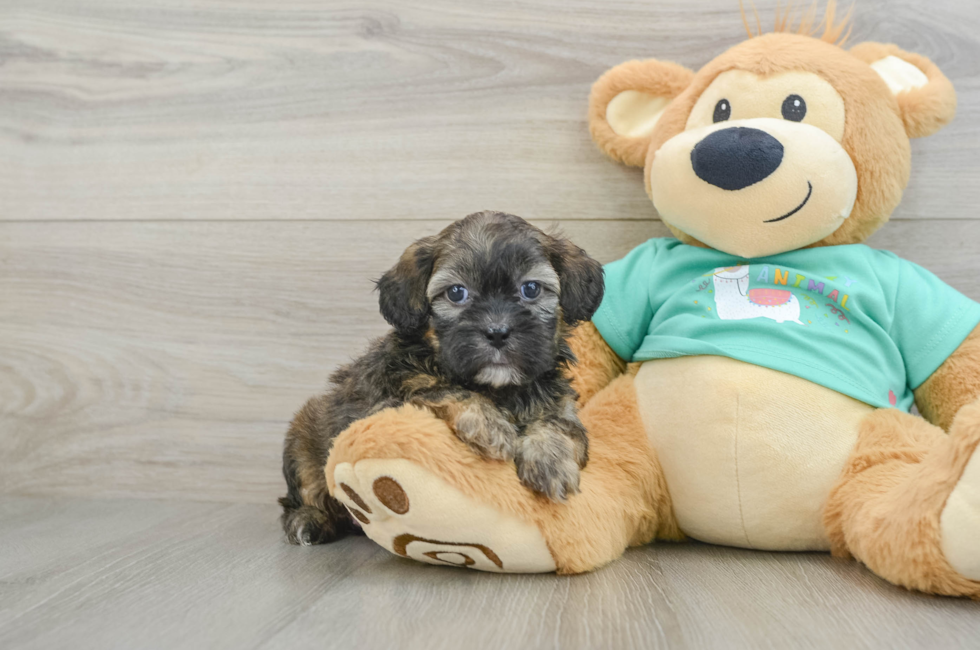 6 week old Shih Poo Puppy For Sale - Pilesgrove Pups