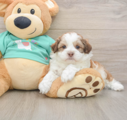 7 week old Shih Poo Puppy For Sale - Pilesgrove Pups