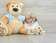 8 week old Shih Poo Puppy For Sale - Pilesgrove Pups