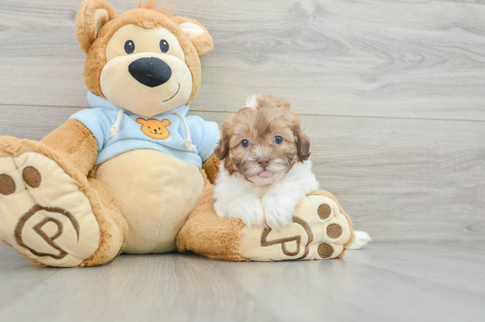 8 week old Shih Poo Puppy For Sale - Pilesgrove Pups