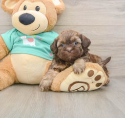 7 week old Shih Poo Puppy For Sale - Pilesgrove Pups