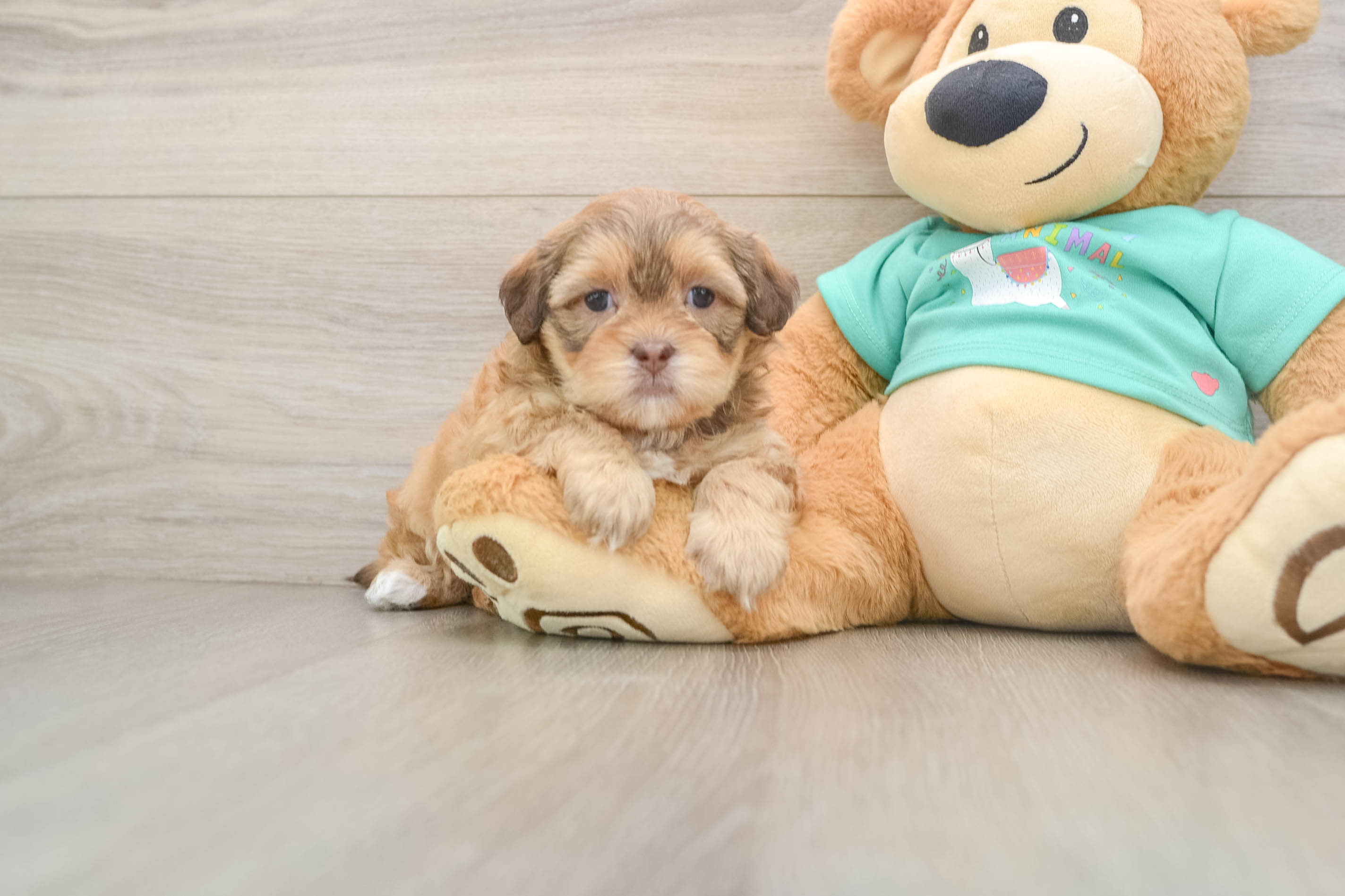 Best Shih Poo Baby