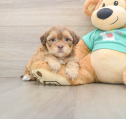 7 week old Shih Poo Puppy For Sale - Pilesgrove Pups