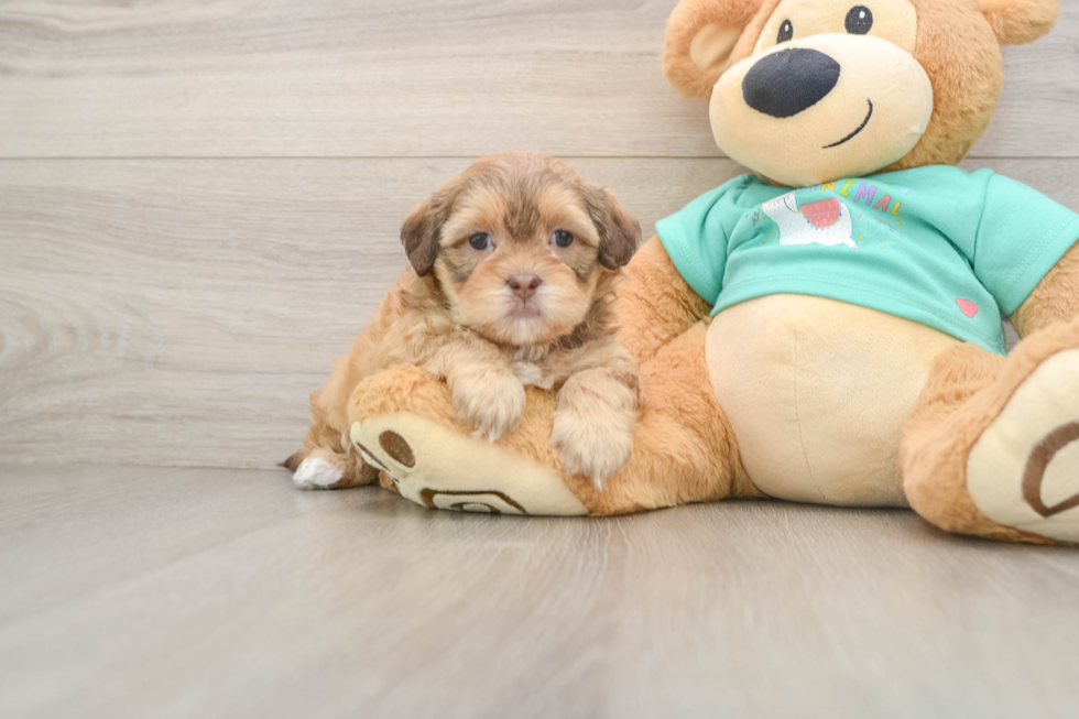Best Shih Poo Baby