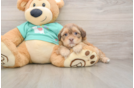 Best Shih Poo Baby