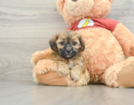 8 week old Shih Poo Puppy For Sale - Pilesgrove Pups