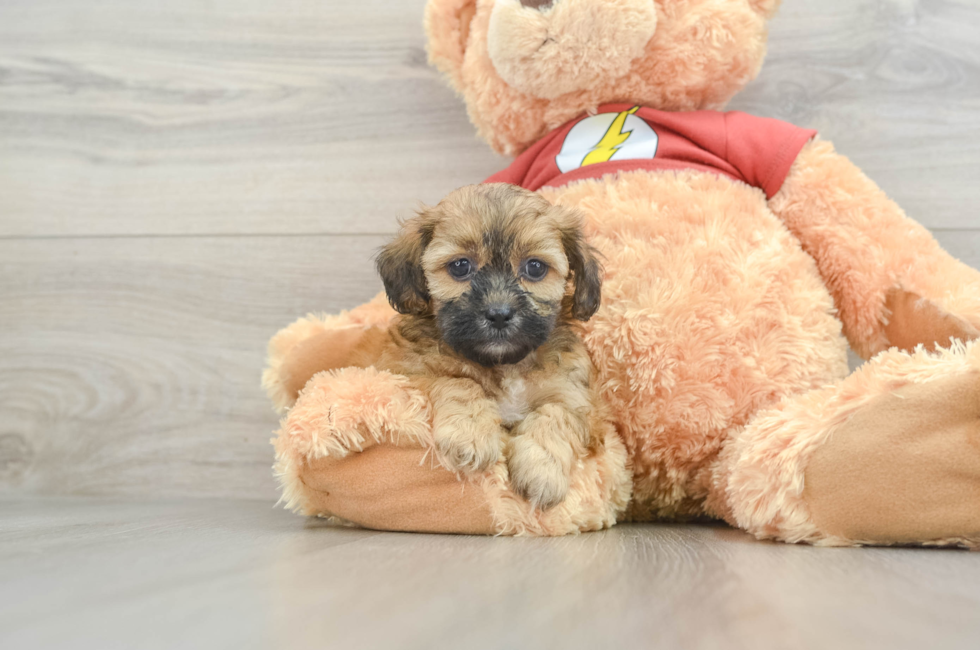 8 week old Shih Poo Puppy For Sale - Pilesgrove Pups