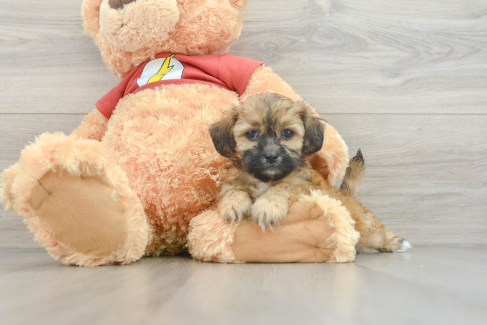 Shih Poo Pup Being Cute