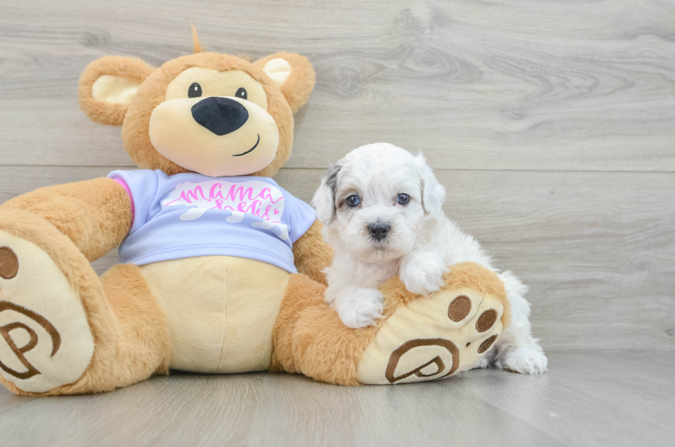 6 week old Shih Poo Puppy For Sale - Pilesgrove Pups