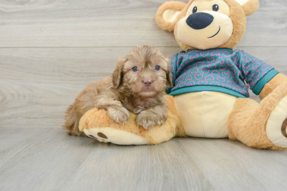 Little Shih Poo Poodle Mix Puppy