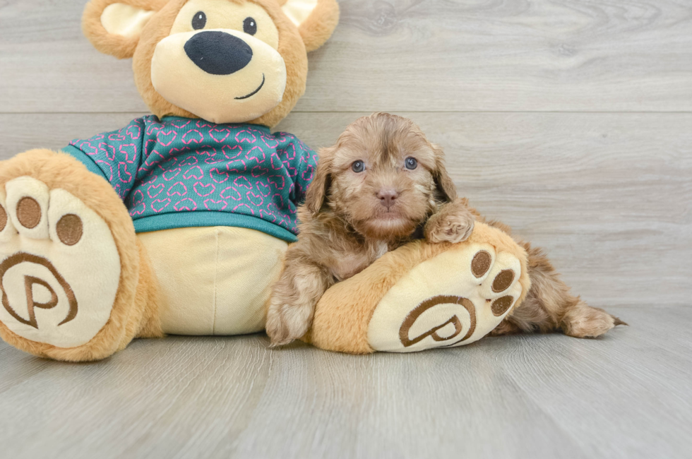 7 week old Shih Poo Puppy For Sale - Pilesgrove Pups