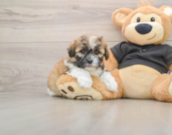 5 week old Shih Poo Puppy For Sale - Pilesgrove Pups