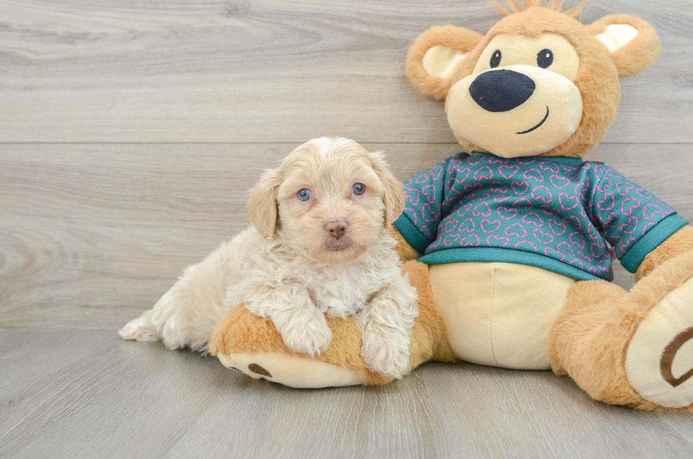 7 week old Shih Poo Puppy For Sale - Pilesgrove Pups