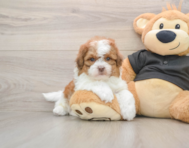 5 week old Shih Poo Puppy For Sale - Pilesgrove Pups