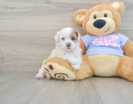 9 week old Shih Poo Puppy For Sale - Pilesgrove Pups