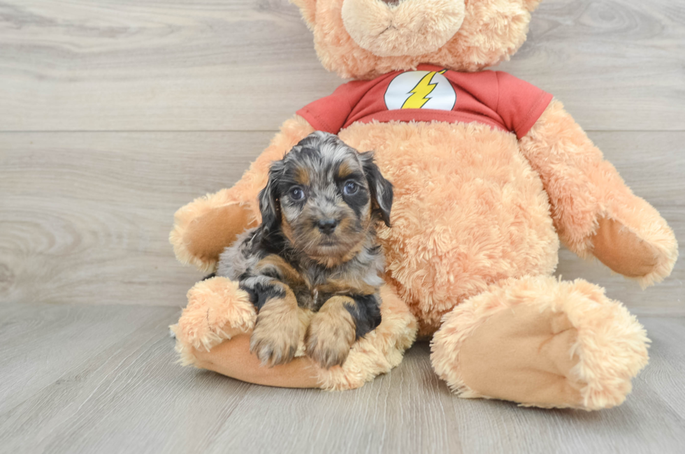 8 week old Shih Poo Puppy For Sale - Pilesgrove Pups