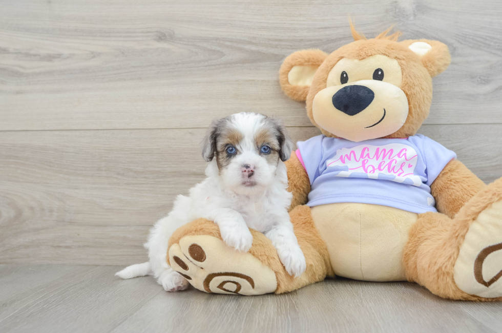 6 week old Shih Poo Puppy For Sale - Pilesgrove Pups