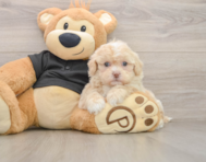 5 week old Shih Poo Puppy For Sale - Pilesgrove Pups