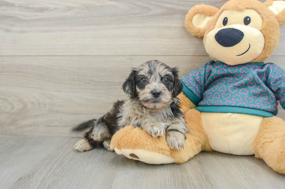 7 week old Shih Poo Puppy For Sale - Pilesgrove Pups