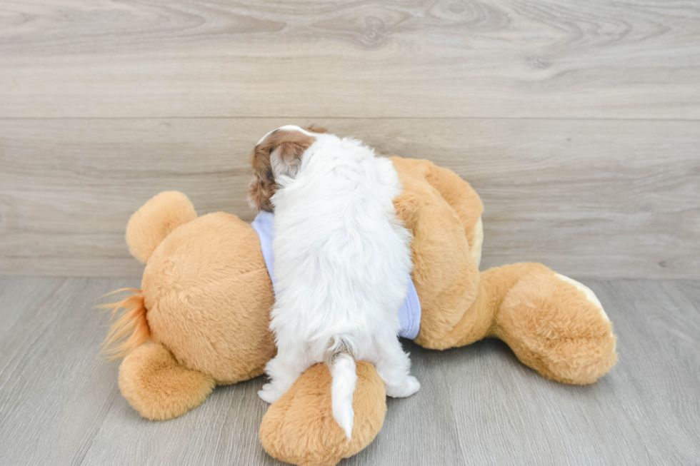 Shih Poo Pup Being Cute