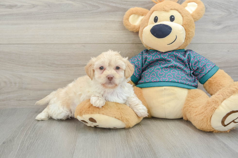 7 week old Shih Poo Puppy For Sale - Pilesgrove Pups