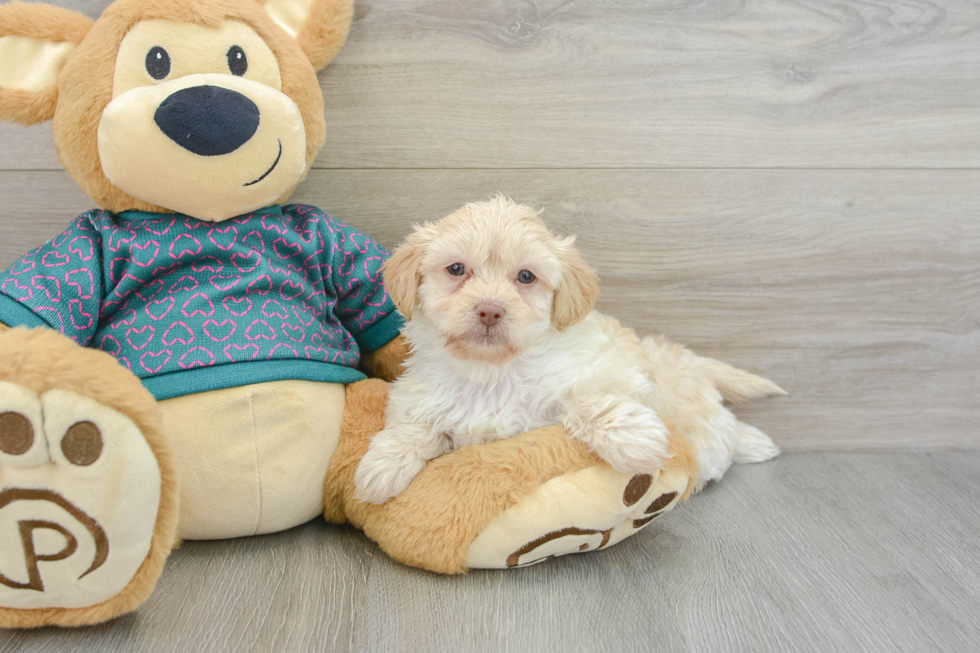 Smart Shih Poo Poodle Mix Pup