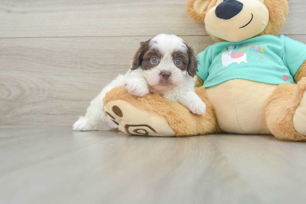 Hypoallergenic Shih Poo Poodle Mix Puppy