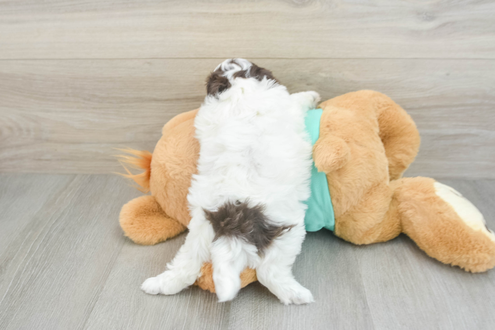 Shih Poo Pup Being Cute