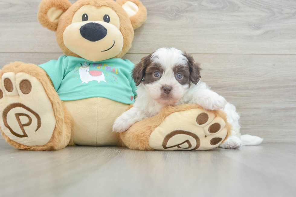 Adorable Shih Poo Poodle Mix Puppy