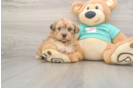 Smart Shih Poo Poodle Mix Pup