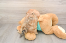 Shih Poo Puppy for Adoption