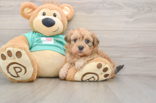Shih Poo Puppy for Adoption