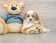 7 week old Shih Poo Puppy For Sale - Pilesgrove Pups