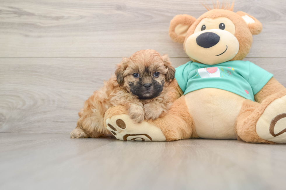 Shih Poo Puppy for Adoption