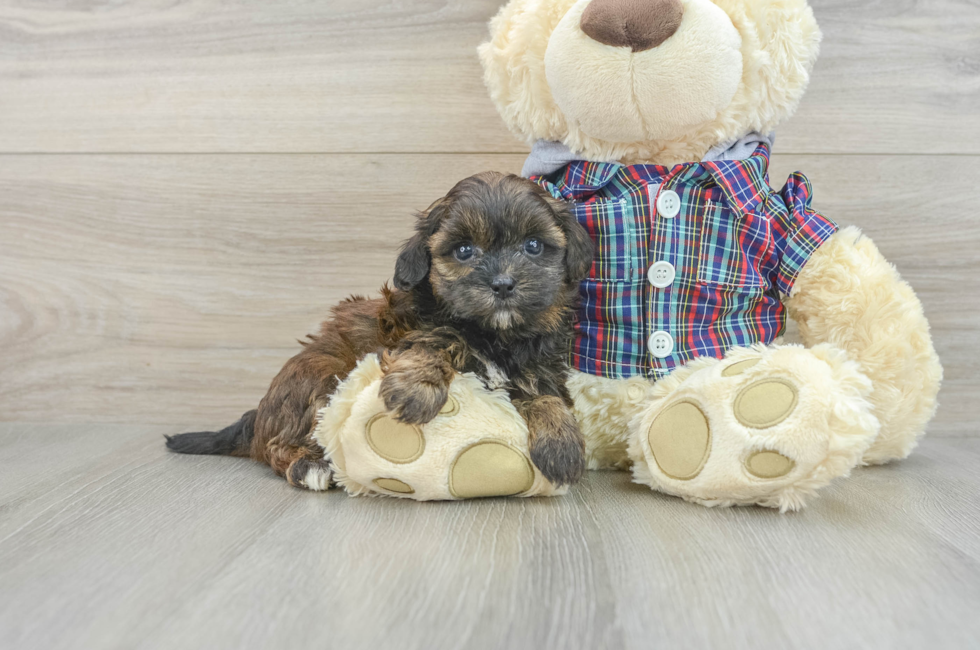 7 week old Shih Poo Puppy For Sale - Pilesgrove Pups