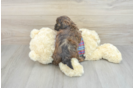 Shih Poo Puppy for Adoption