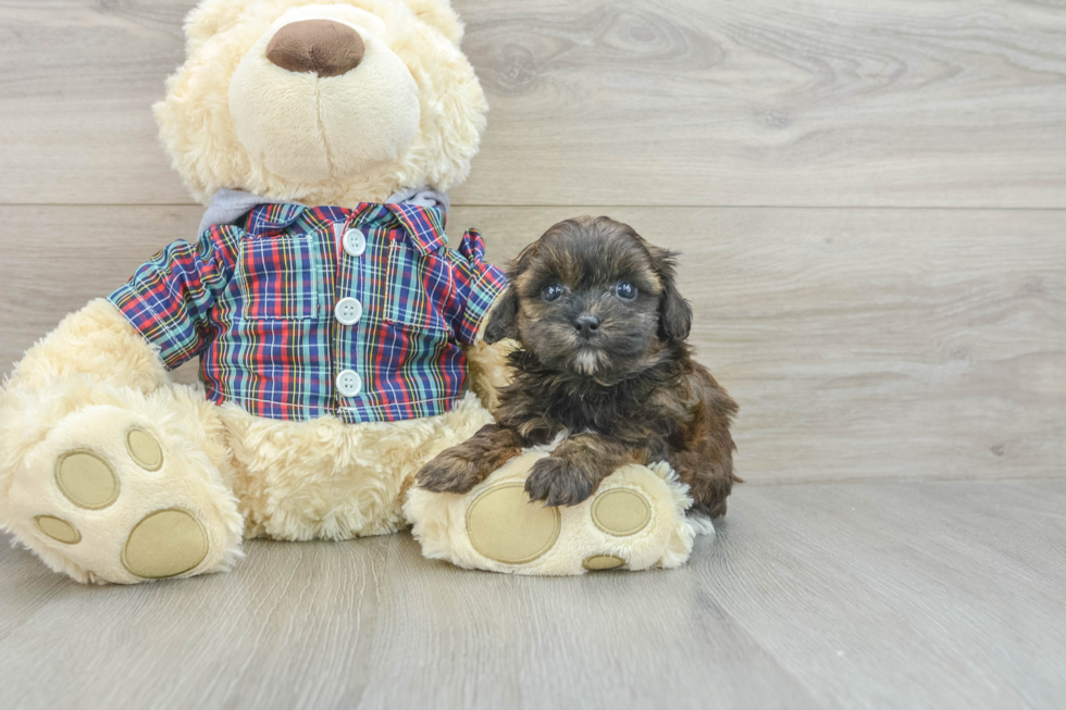 Best Shih Poo Baby