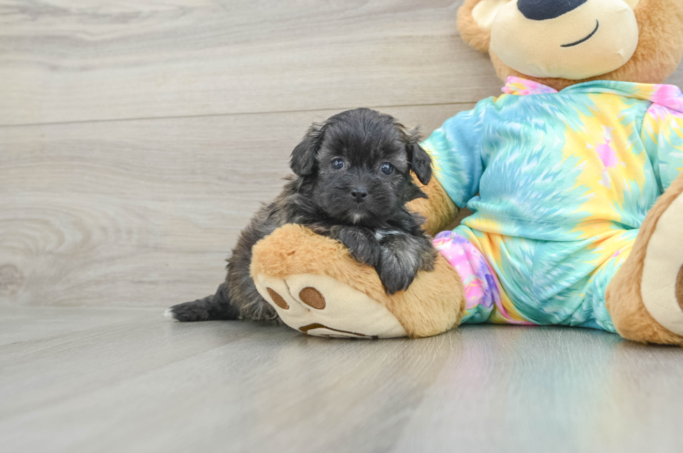 5 week old Shih Poo Puppy For Sale - Pilesgrove Pups