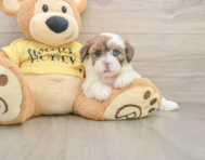 8 week old Shih Poo Puppy For Sale - Pilesgrove Pups
